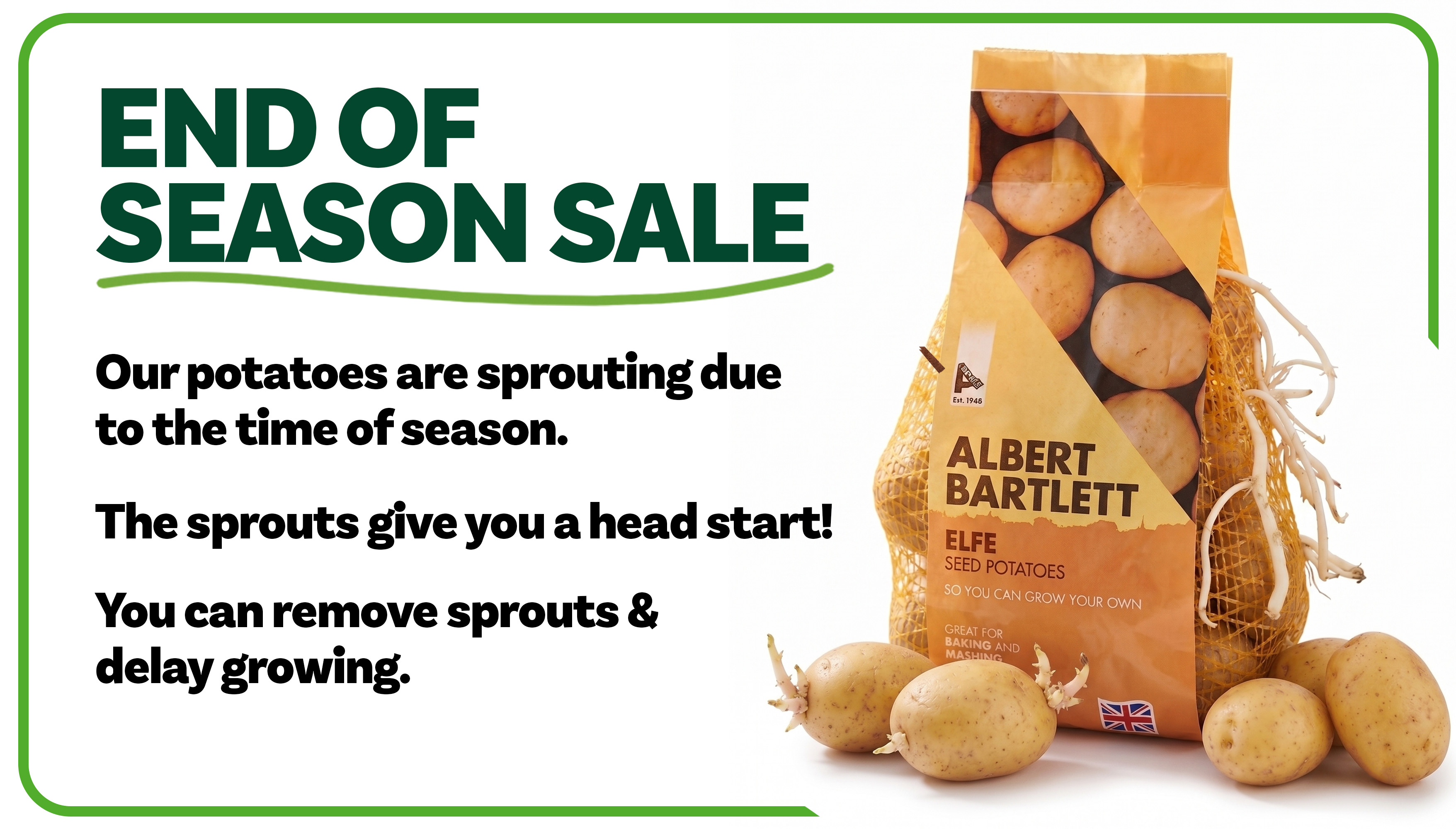 Sprouting Seed Potatoes