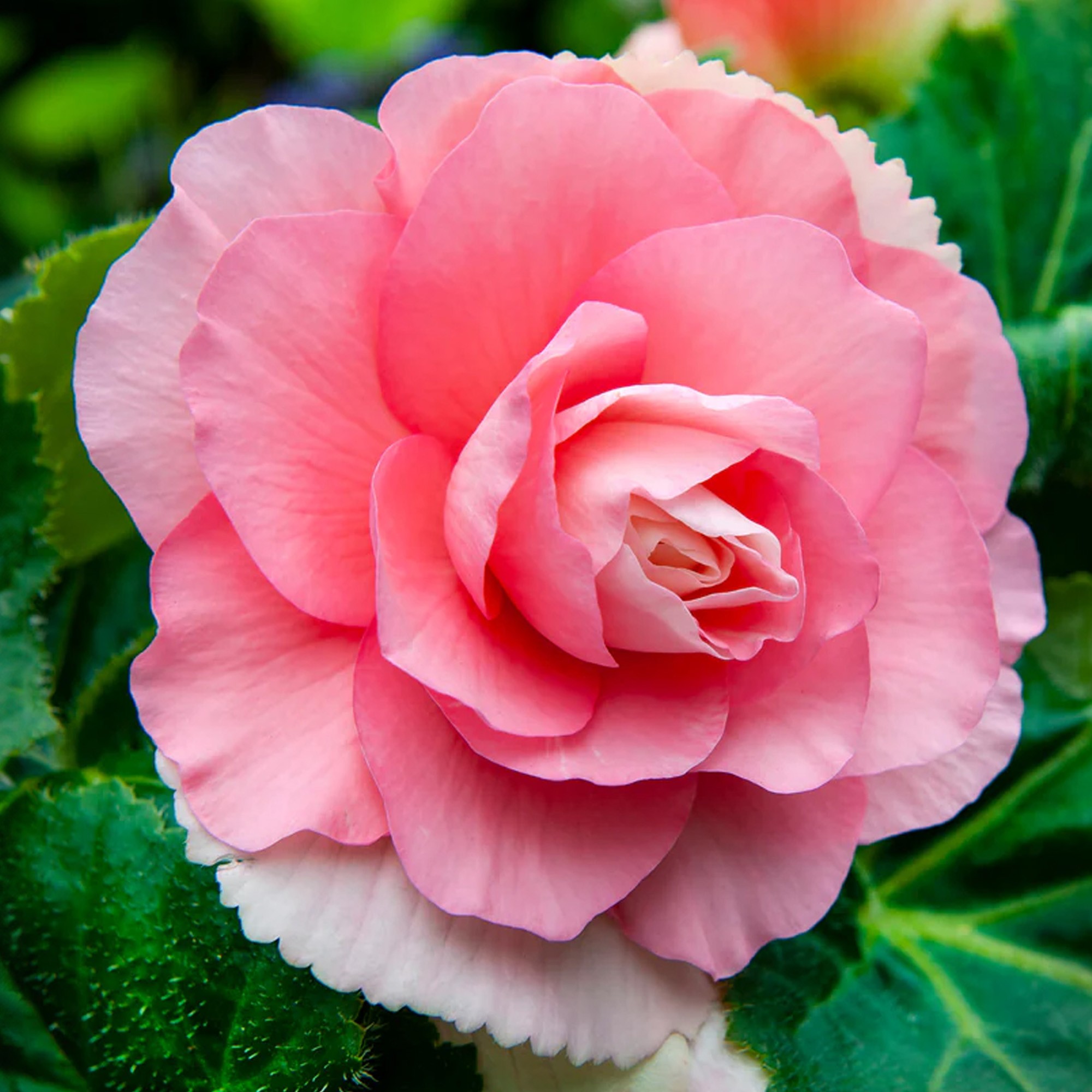 Begonia Double Pink (Begonia Semperflorens-Cultorum) 3x Spring Planting ...