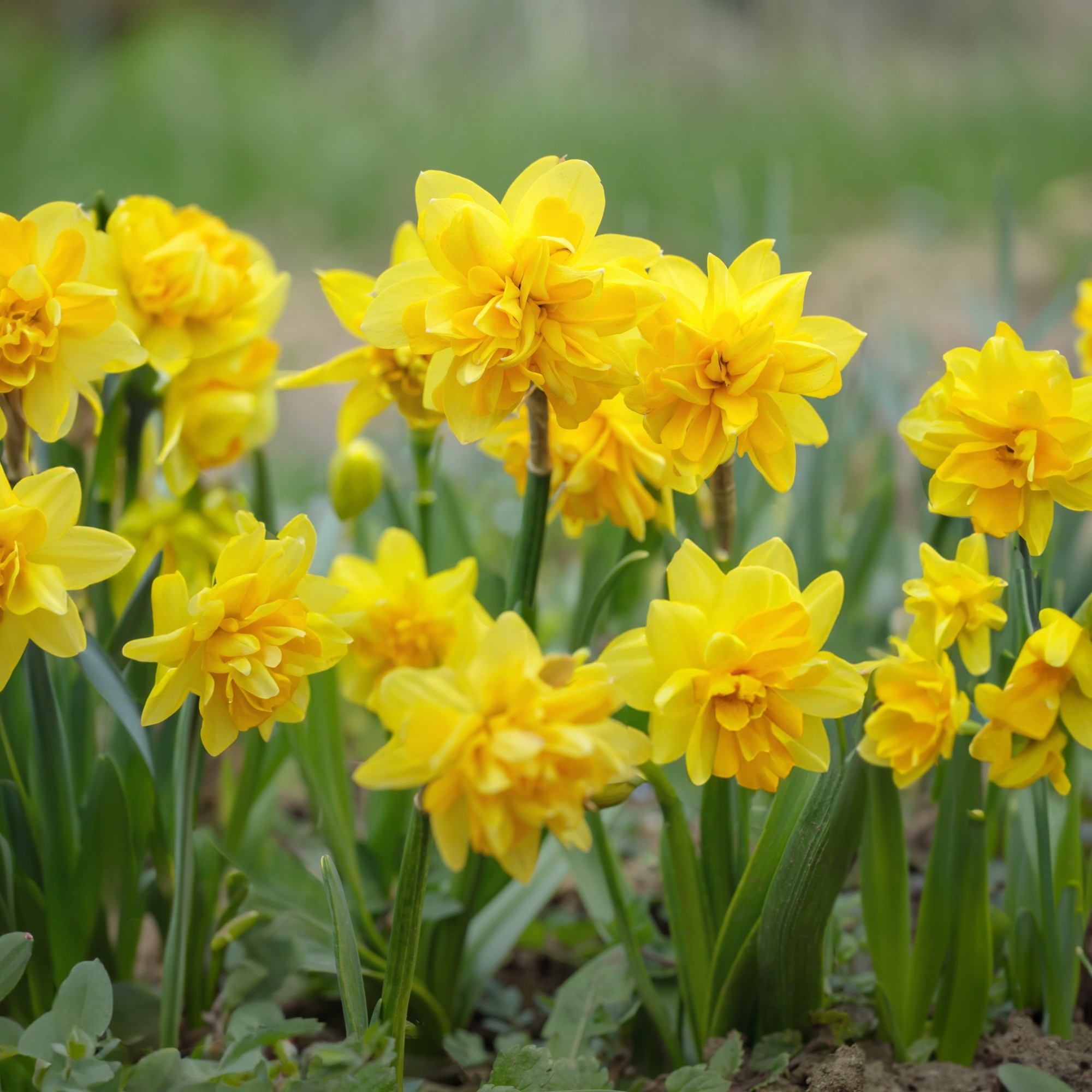 Double Tete a Tete Daffodil Bulbs (16 bulbs) Dwarf Daffodils by