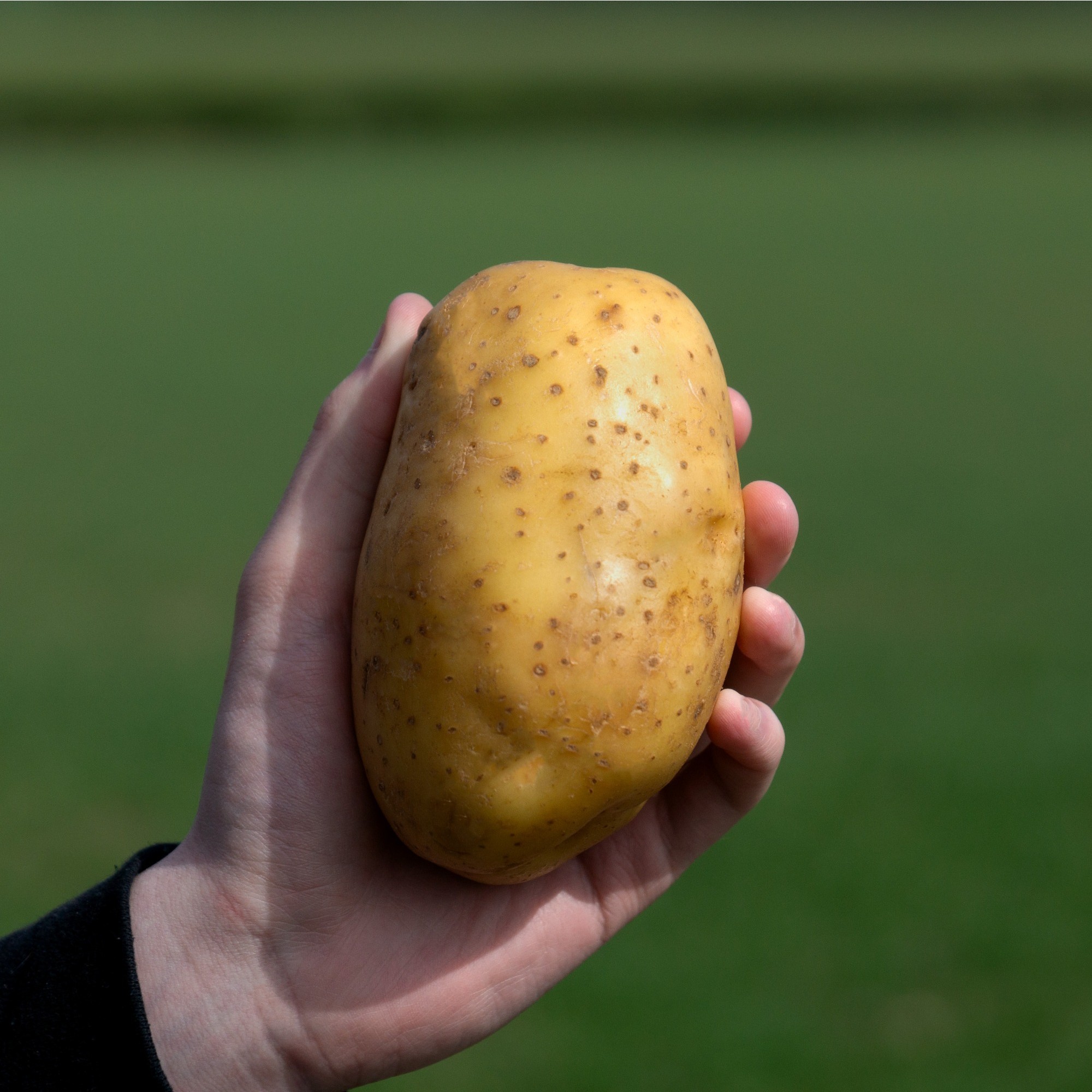Myojo POTATO 他 Russet Potatoes - Gordon Restaurant Market