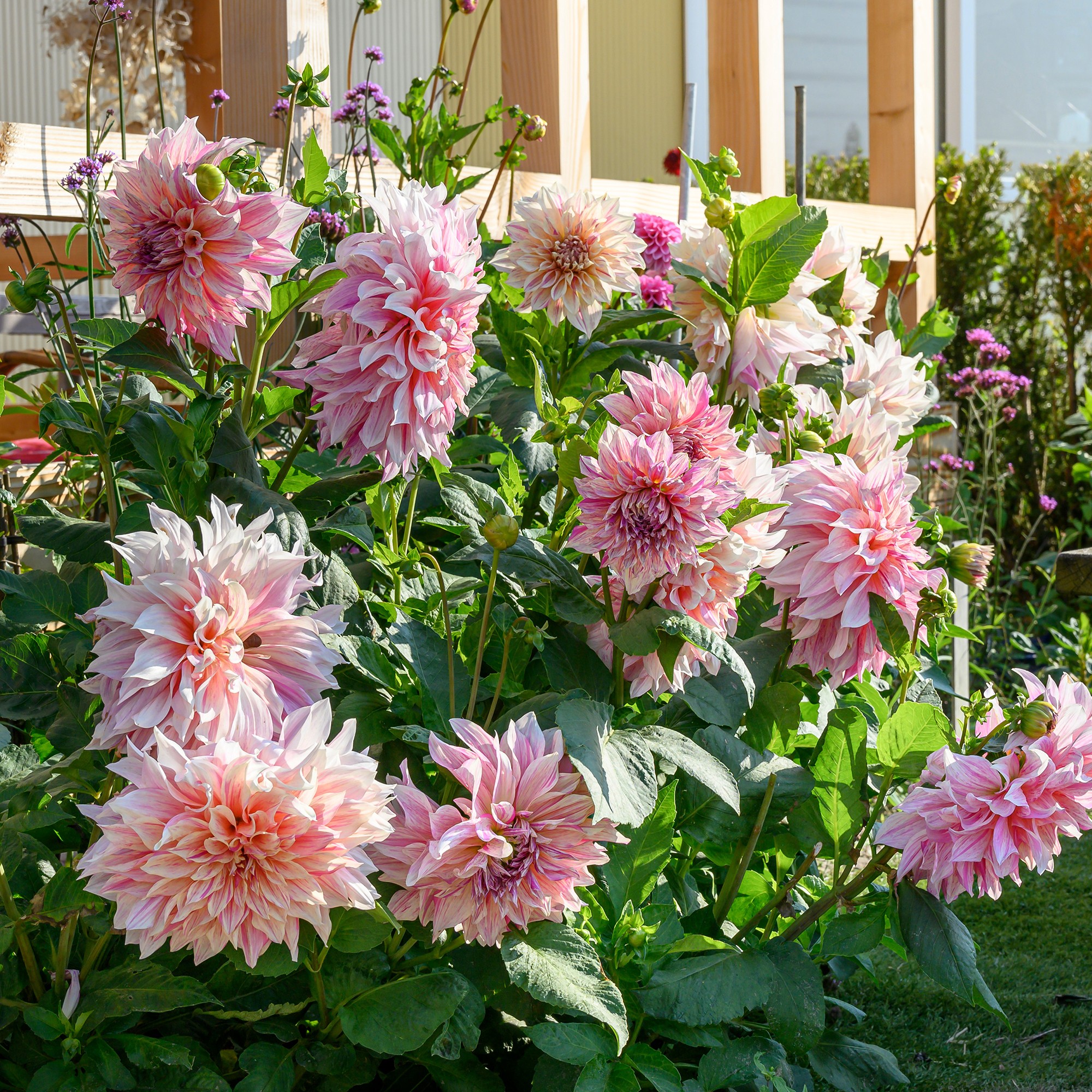 Beatrice LAVAL ウールスロー・ミルフラワー 150×190 Dahlia Café au Lait Twist (1 Bulb)