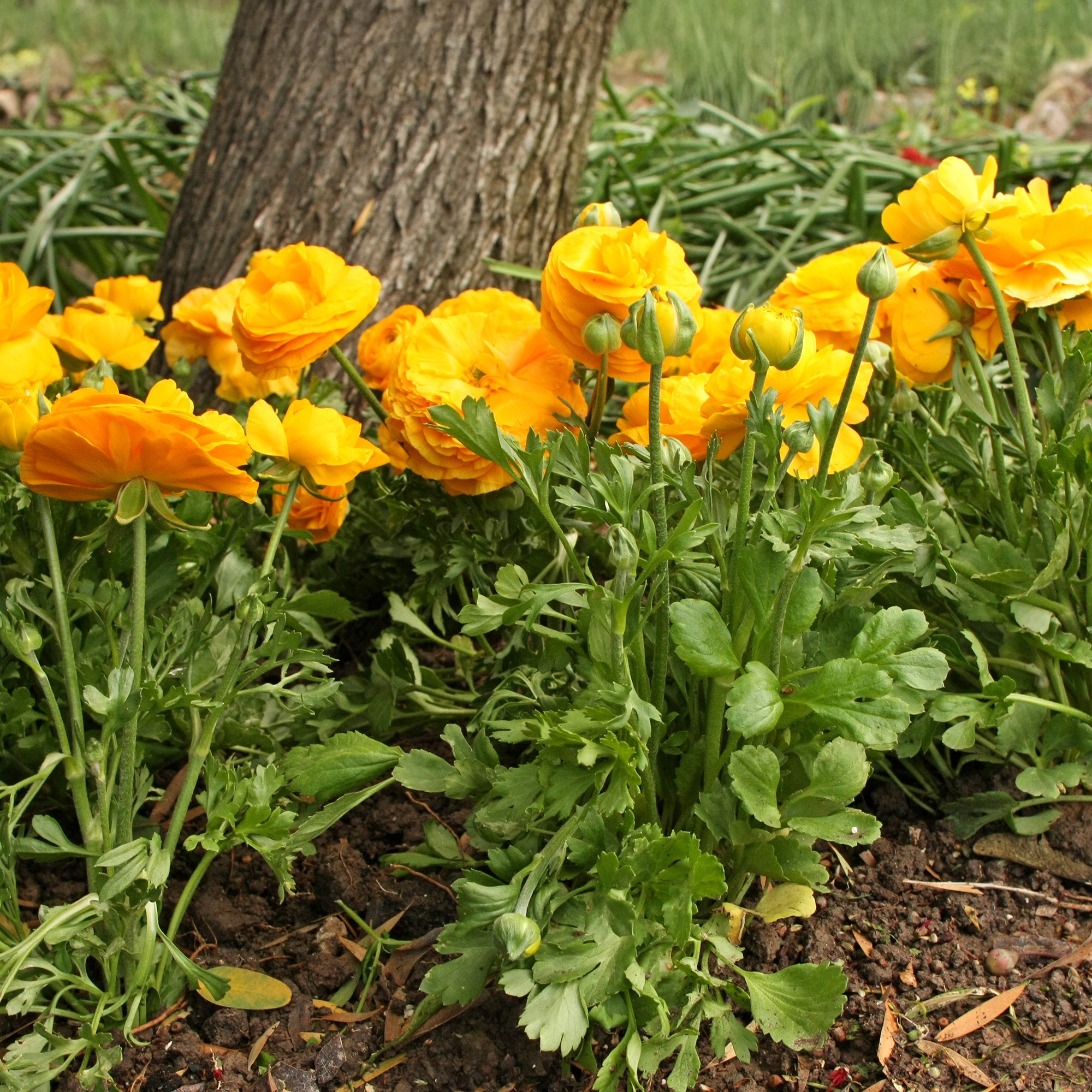 Holand Ranunculus Ranunculus orange (12 Bulbs)