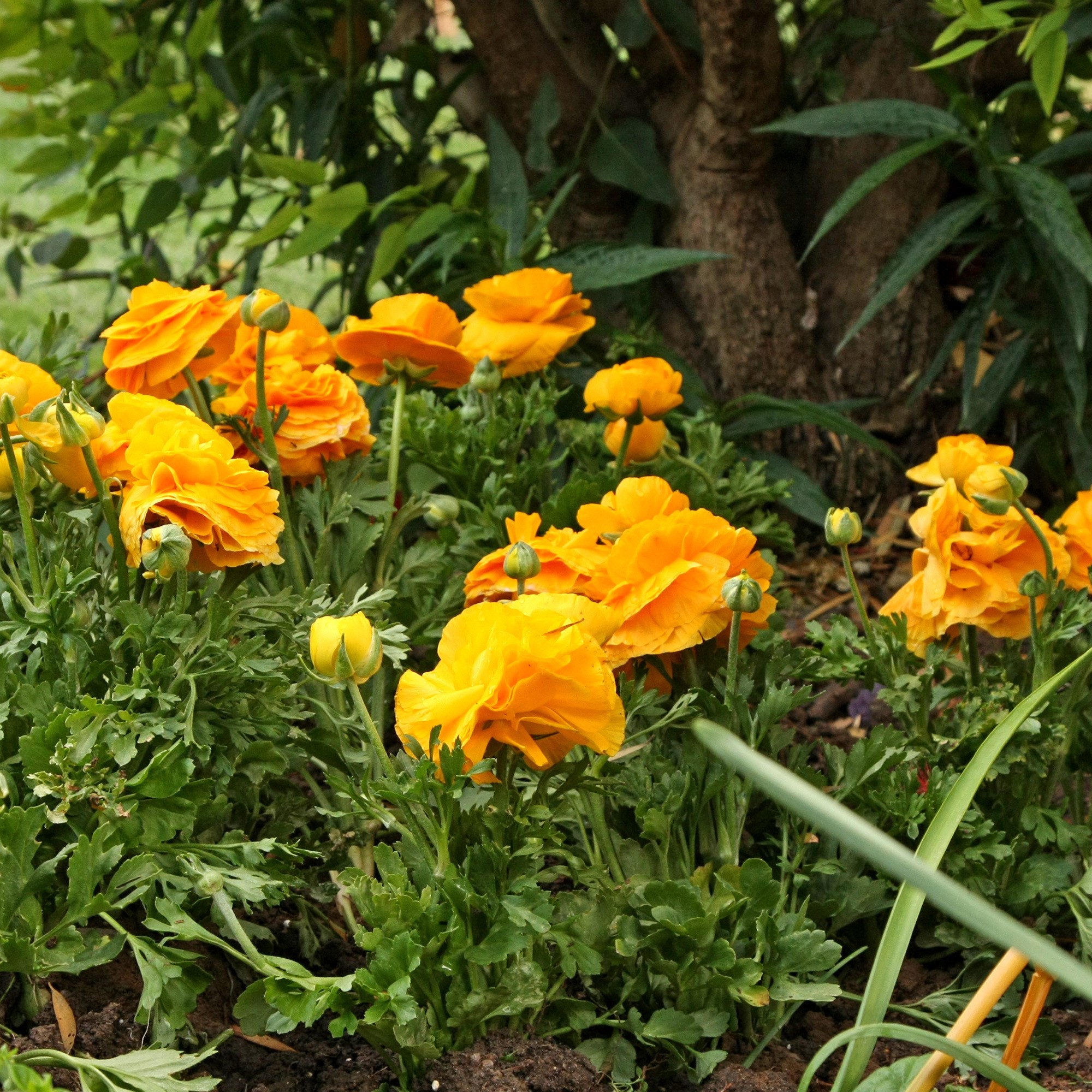 Holand Ranunculus Ranunculus orange (12 Bulbs)