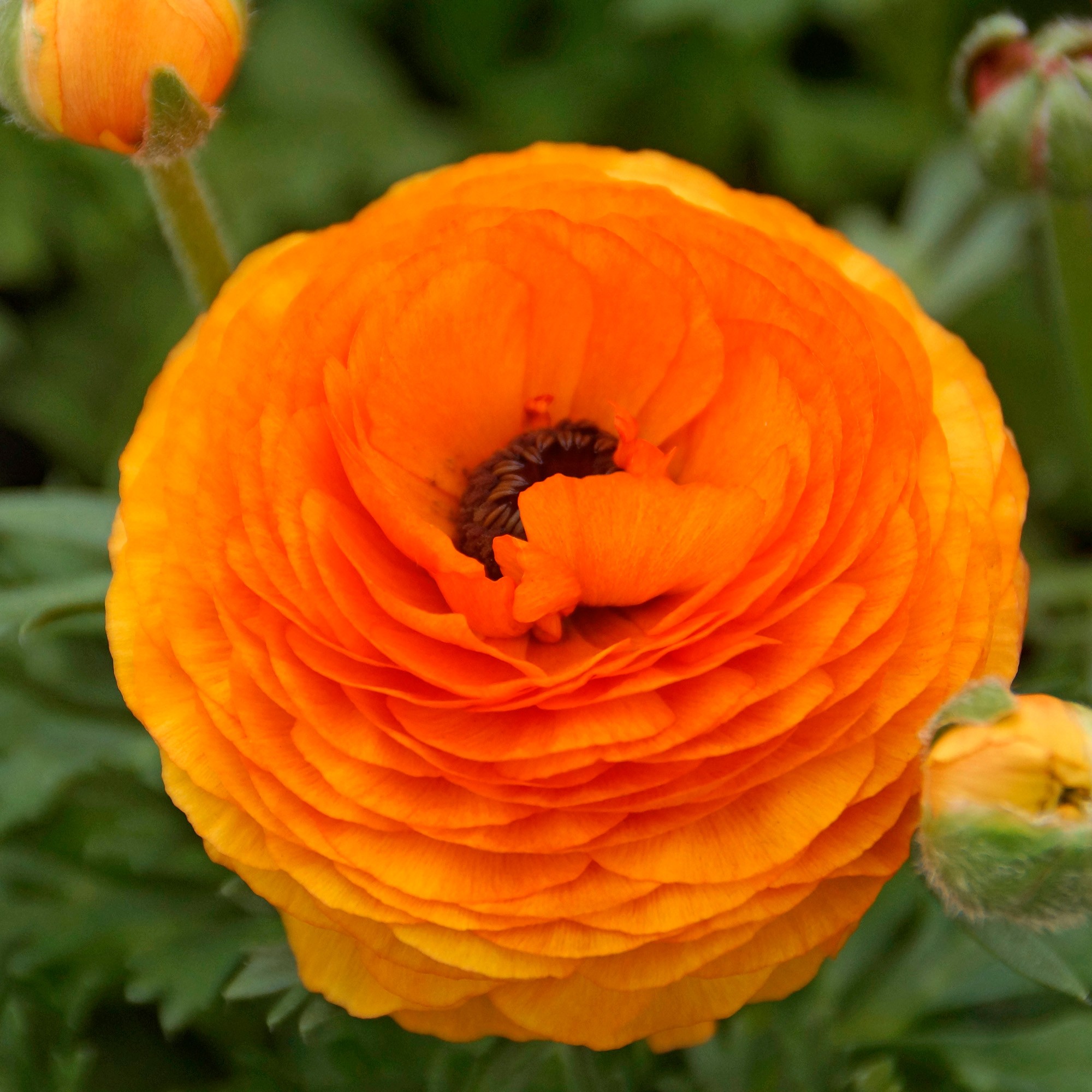 Holand Ranunculus Ranunculus orange (12 Bulbs)