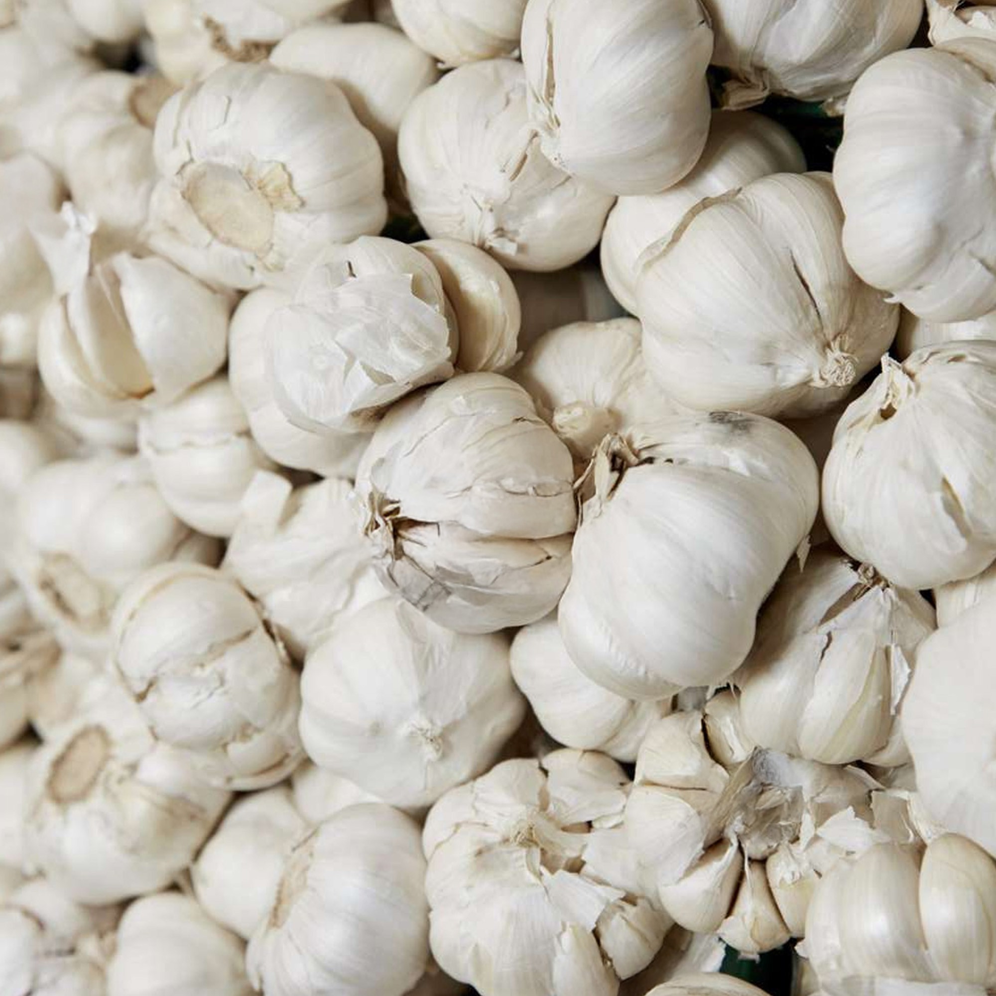 Garlic White (Allium Sativum) 3x Spring Planting Garlic Bulbs ...