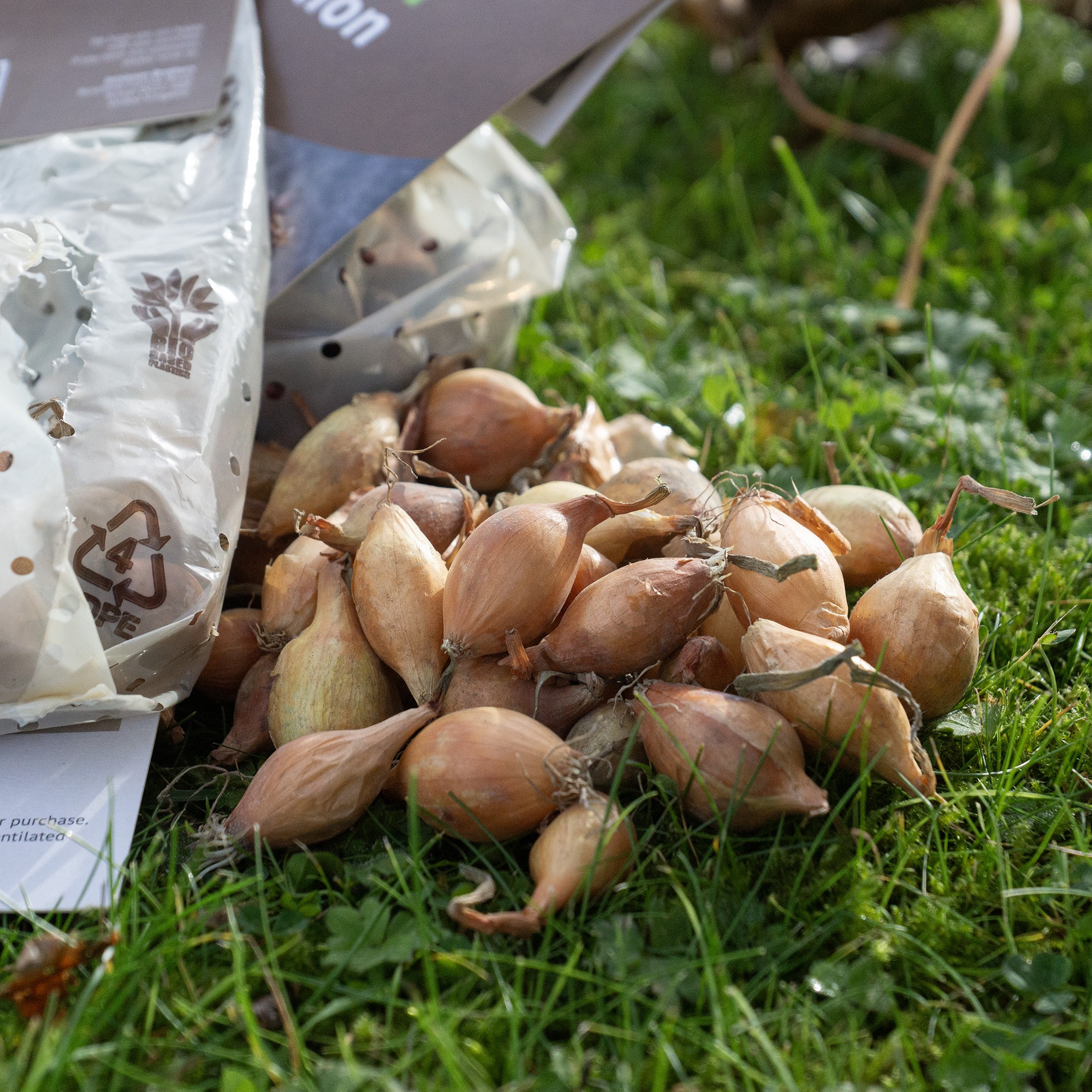 Mixed Winter Onion Sets 3x250gm (Radar, Senshyu and Red Winter) by