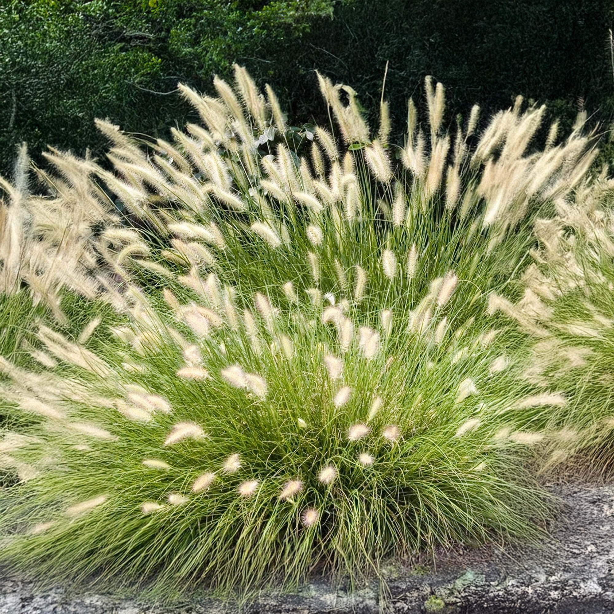 Pennisetum Alopecuroides Hameln (Pennisetum Alopecuroides) 1x Spring ...