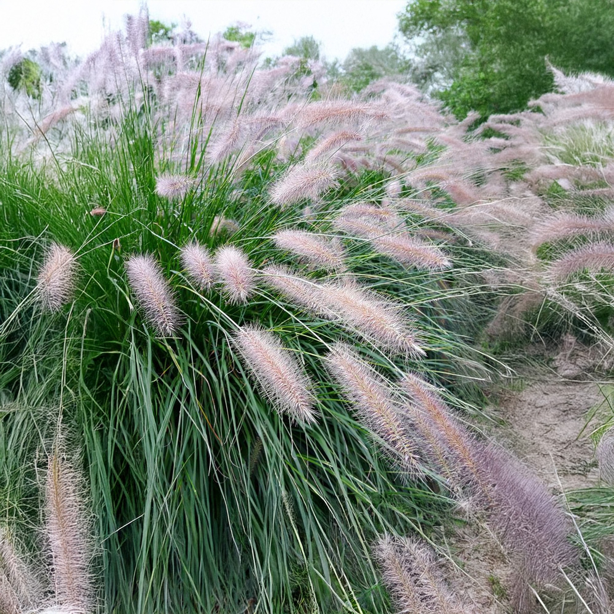 Pennisetum Alopecuroides Hameln Pennisetum Alopecuroides 1x Spring pennisetum-alopecuroides-hameln-pennisetum-alopecuroides-1x-spring