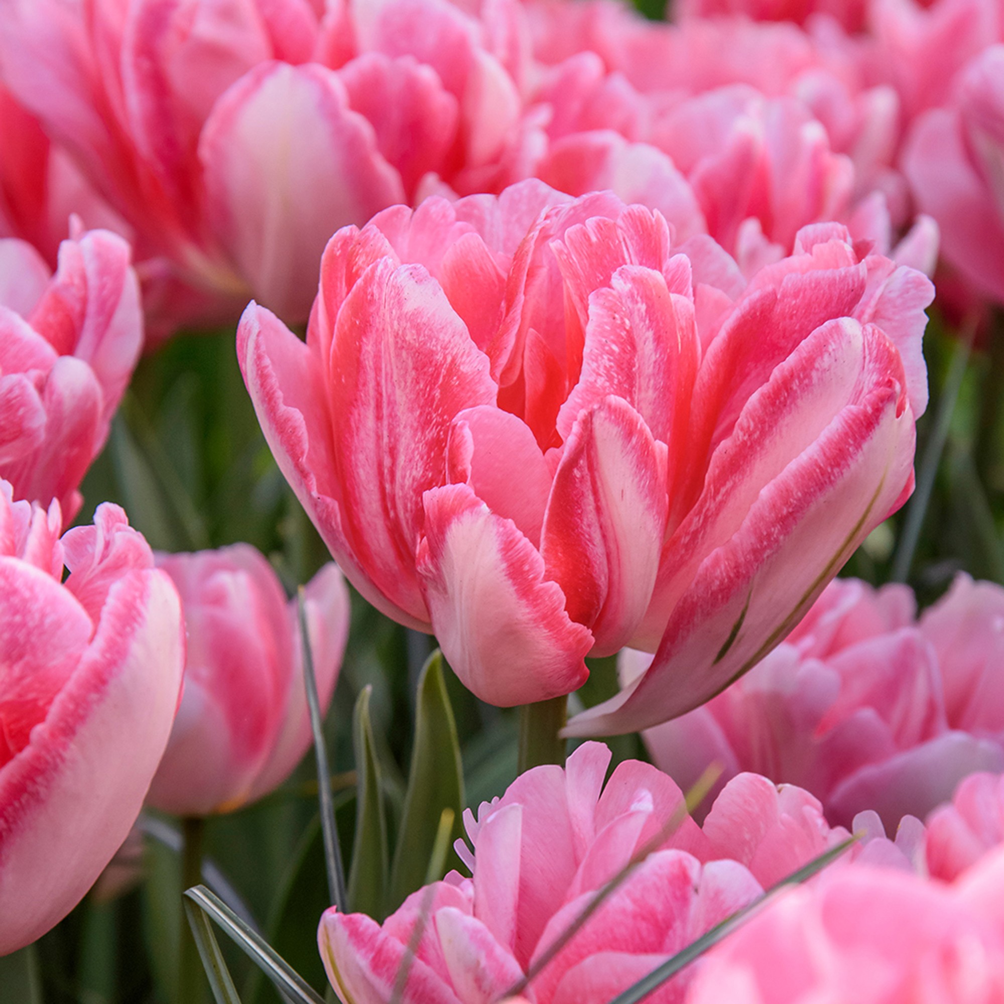 Foxy Freedom Mix: Tulip Foxtrot & Tulip Foxy Foxtrot
