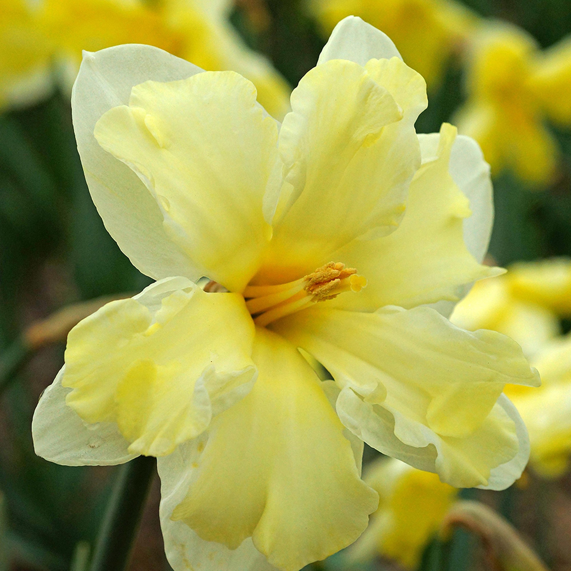 litmus lutens シアートップス yellow flower Fritillaria Lutea Maxima - 2 bulbs - Longfield Gardens