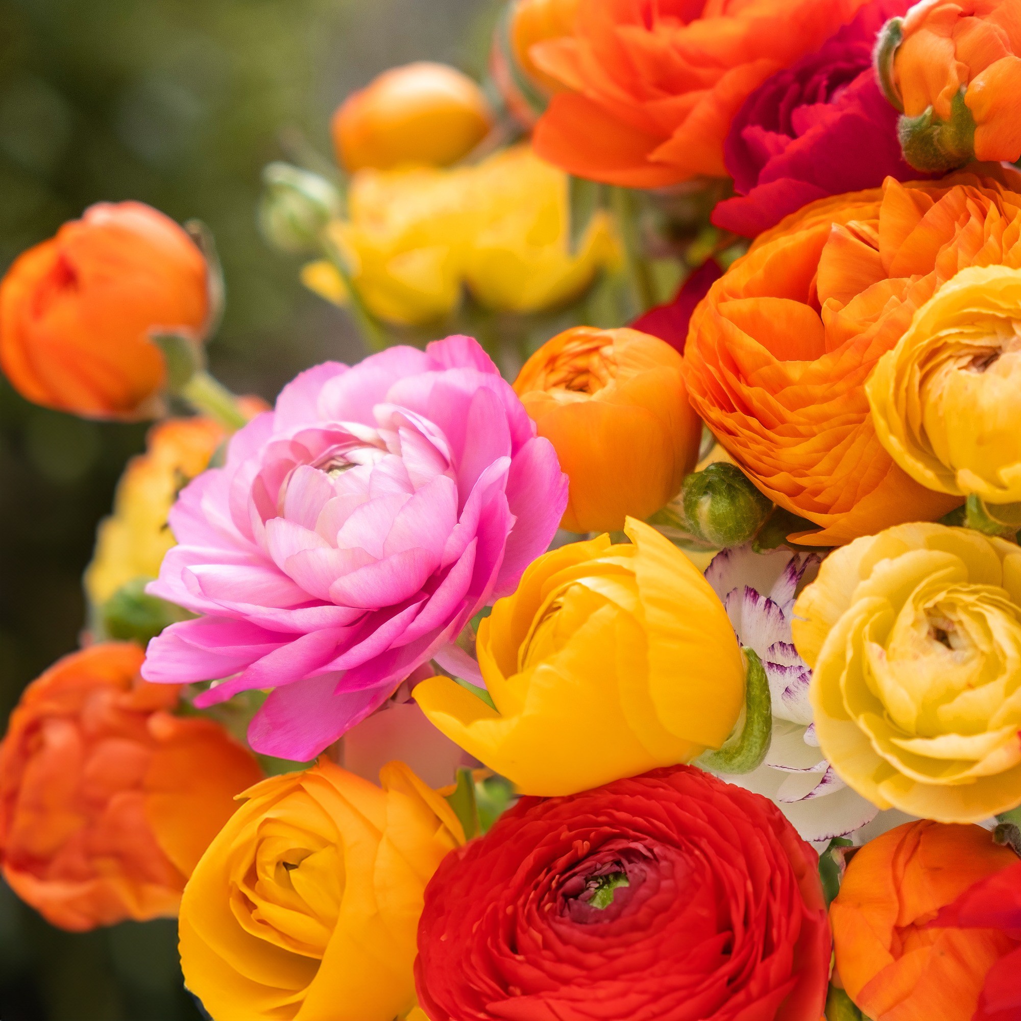 Ranunculus Mixed Bulbs (40 Bulbs) Flower Bulbs by Jamieson Brothers