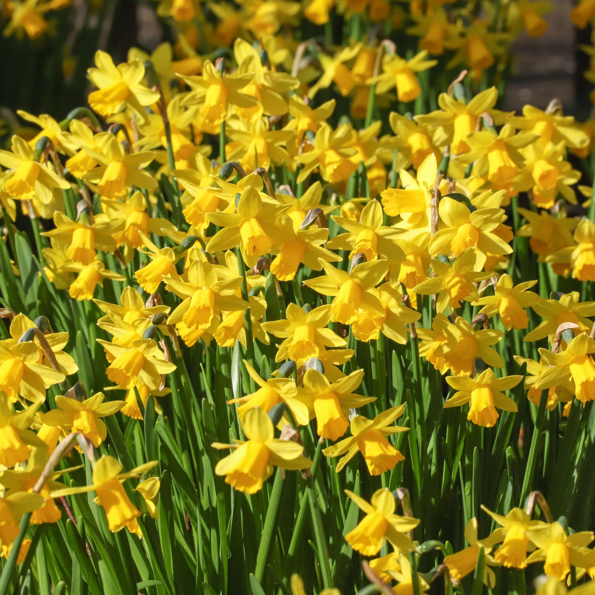 Tete a Tete Daffodil Bulbs Dwarf Daffodils by Jamieson Brothers®