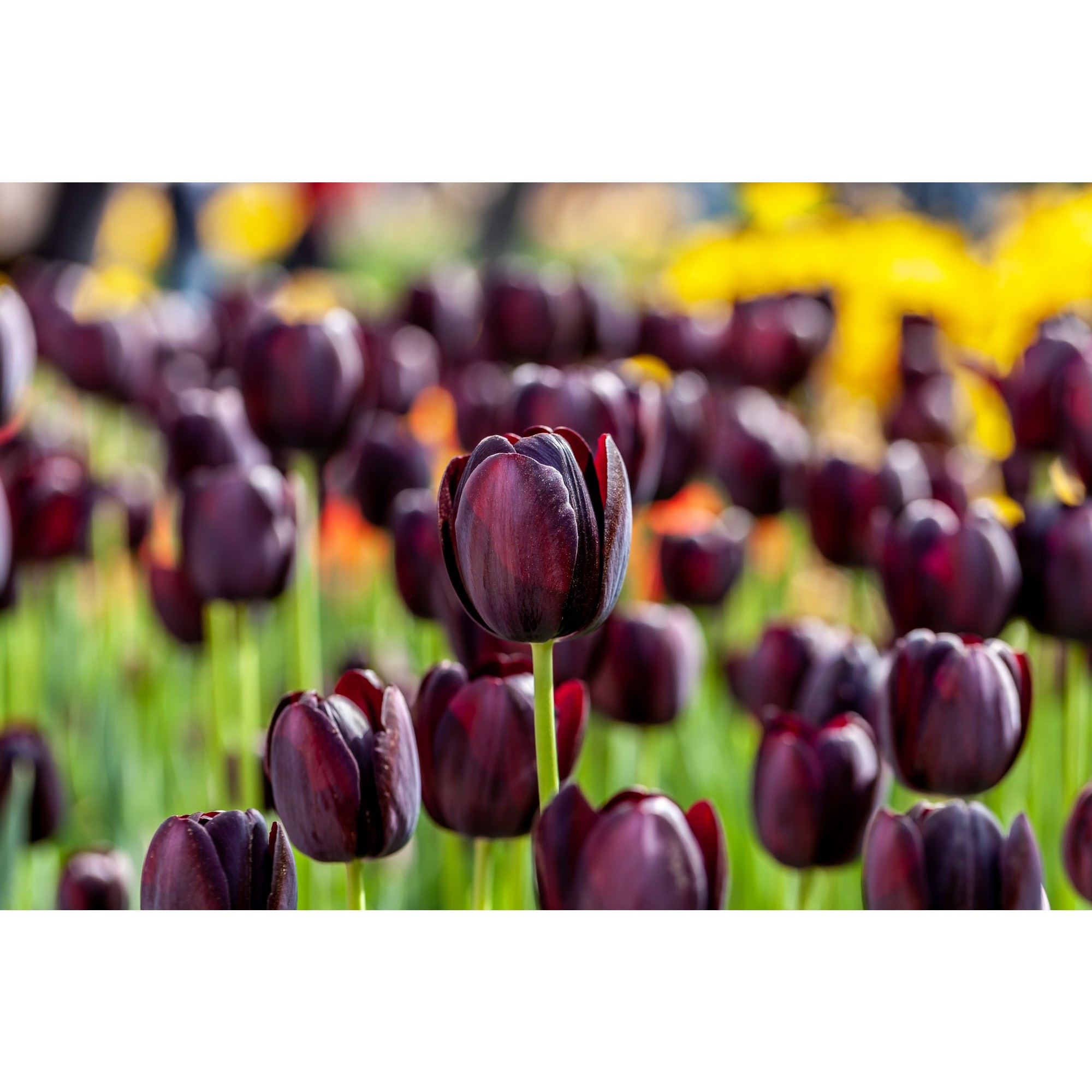Queen of The Night Tulip Bulbs (20 Bulbs) by Jamieson Brothers