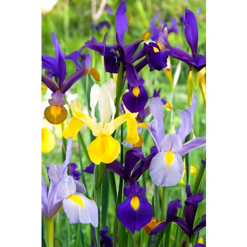 Iris Holl. Mix 25 Bulbs Ready for Planting Now in UK Autumn Outdoor Gardens