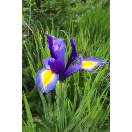 Dutch Iris Hollandica Sapphire Beauty 20 Bulbs Ready for Planting Now in UK Autumn Outdoor Gardens