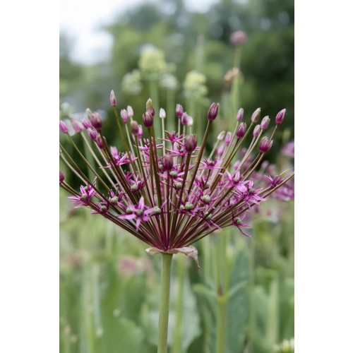 Allium Toabago 8 Bulbs Ready for Planting Now in UK Autumn Outdoor Gardens
