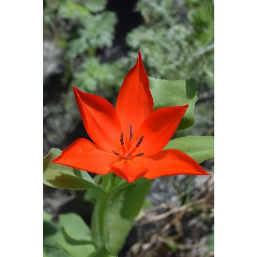 Tulip Botanical/Rockgarden Praestans V. Tubergen 20 Bulbs Ready for Planting Now in UK Autumn Outdoor Gardens