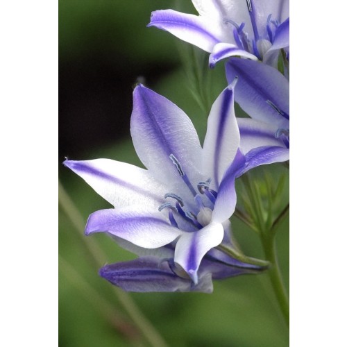 Triteleia Laxa Rudy 12 Bulbs Ready for Planting Now in UK Autumn Outdoor Gardens