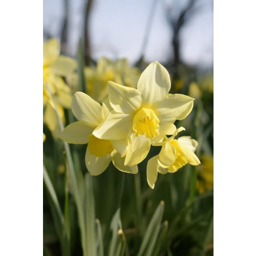 Daffodil (Narcissus) Botanical Verdin 10 Bulbs Ready for Planting Now in UK Autumn Outdoor Gardens