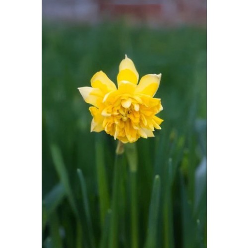 Daffodil (Narcissus) Botanical Tête Bouclé Double Tête A Tête 10 Bulbs Ready for Planting Now in UK Autumn Outdoor Gardens