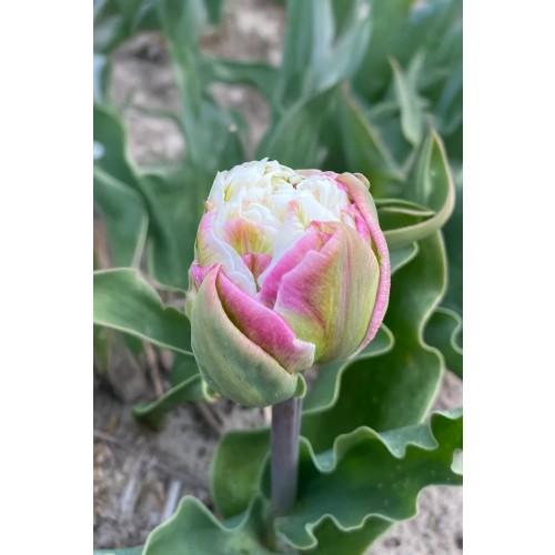 Tulip Double Late Peggy Wonder 3 Bulbs Ready for Planting Now in UK Autumn Outdoor Gardens