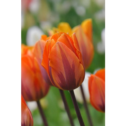 Tulip Darwin Hybride Lightning Sun 6 Bulbs Ready for Planting Now in UK Autumn Outdoor Gardens