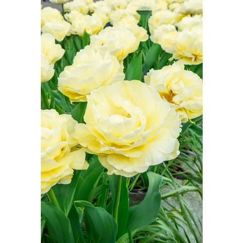Tulip Double Early Avant Garde 6 Bulbs Ready for Planting Now in UK Autumn Outdoor Gardens by Jamieson Brothers