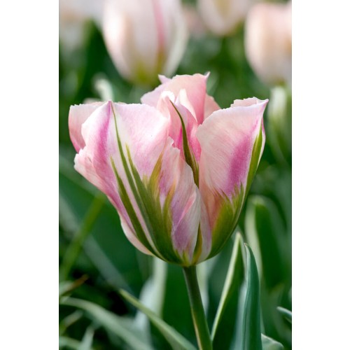 Tulip China Town 6 Bulbs Ready for Planting Now in UK Autumn Outdoor Gardens