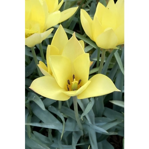 Tulip Botanical/Rockgarden Honky Tonk 15 Bulbs Ready for Planting Now in UK Autumn Outdoor Gardens by Jamieson Brothers