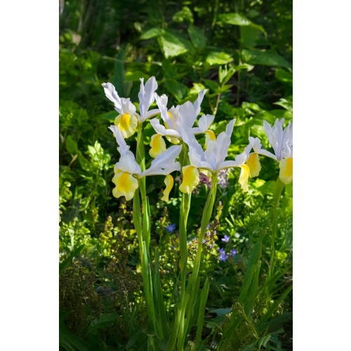 Best Friends, Sensational Symphony: Allium Purple Sensation & Iris Hollandica Symphony, 25 Bulbs Ready for Planting Now in UK Autumn Outdoor Gardens