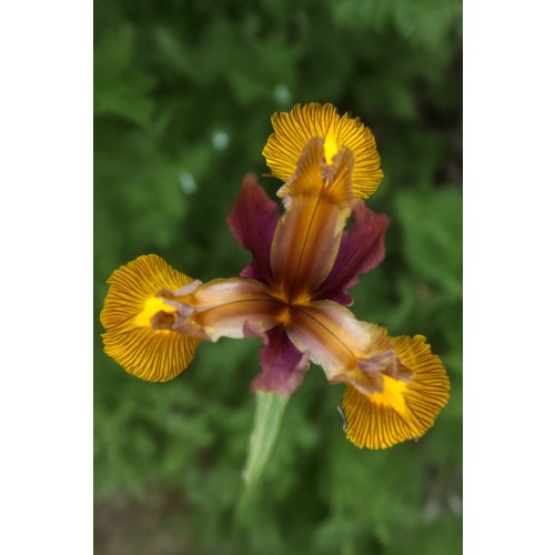 Iris Lion King 10 Bulbs Ready for Planting Now in UK Autumn Outdoor Gardens