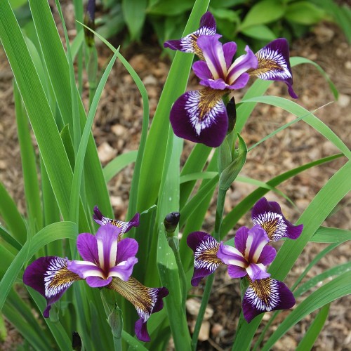 Iris Versicolor (Iris Versicolor) 1x Spring Planting Bulb - Waterside Flower Bulb
