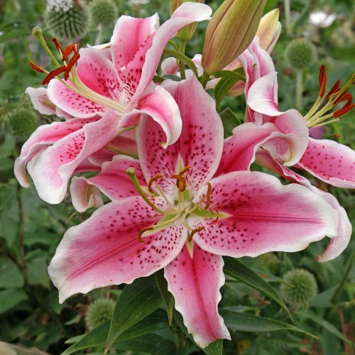 Lilium Oriental Stargazer (Lilium Oriental) 2x Spring Planting Flower Bulbs