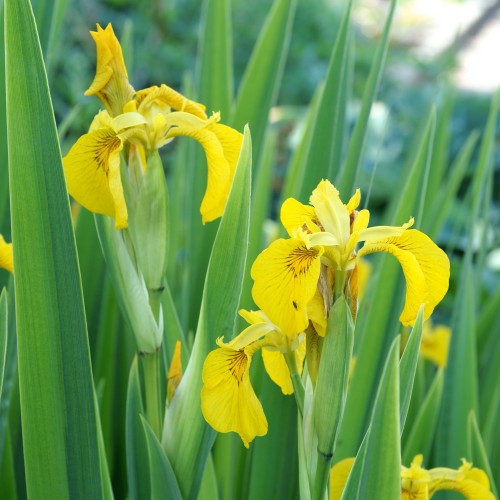 Iris Pseudacorus (Iris Pseudacorus) 1x Spring Planting Bulb - Waterside Flower Bulb 