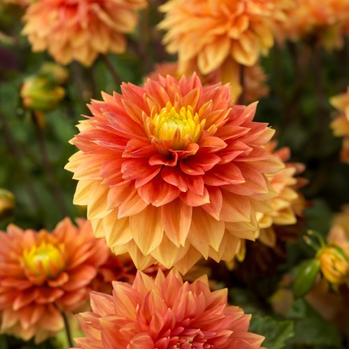 Dahlia Tropical Sunset (Dahlia Pinnata) 2x Spring Planting Flower Bulbs
