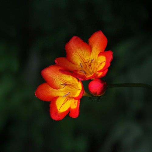 Freesia Double Red (Freesia Hybrid) 15x Spring Planting Flower Bulbs