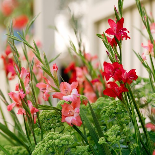 Gladiolus Nanus Mix (Gladiolus Hortulanus) 10x Spring Planting Flower Bulbs