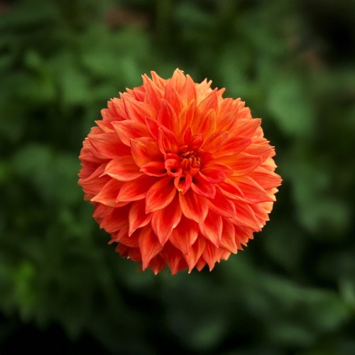 Dahlia Decorative Orange Duet (Dahlia Pinnata) 1x Top Quality Spring Planting Flower Bulb
