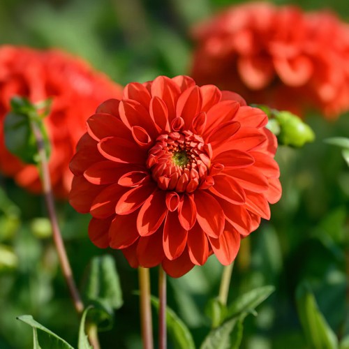 Dahlia Happy Halloween (Dahlia Pinnata) 1x Top Quality Spring Planting Flower Bulb