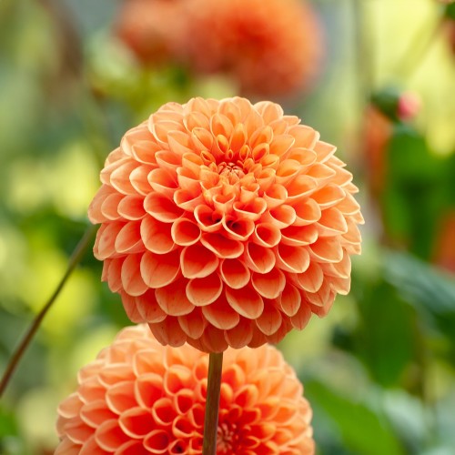 Dahlia Pompon Bantling (Dahlia Pinnata) 1x Top Quality Spring Planting Flower Bulb