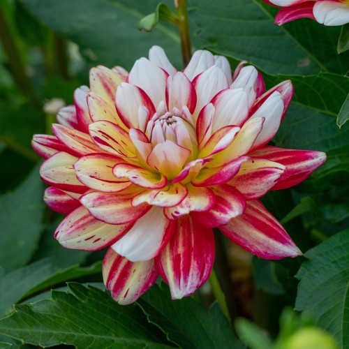 Dahlia Short Track (Dahlia Pinnata) 1x Spring Planting Flower Bulbs