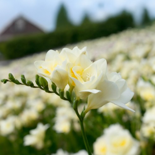 Freesia Double White (Freesia Hybrid) 15x Spring Planting Flower Bulbs