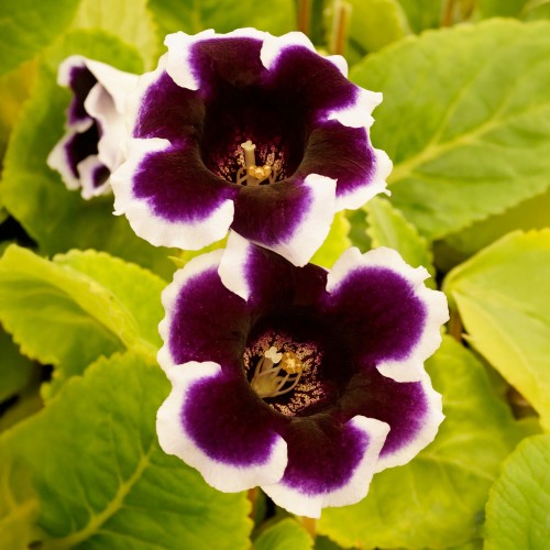 Gloxinia Kaiser Wilhelm (Gloxinia Tigrinum) 2x Spring Planting Flower Bulbs