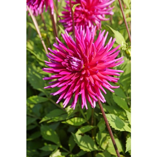 Dahlia Purple Gem (1 Bulb) and Wildflower 'Butterfly' Mix Seeds Grow your own Bouquet by Jamieson Brothers