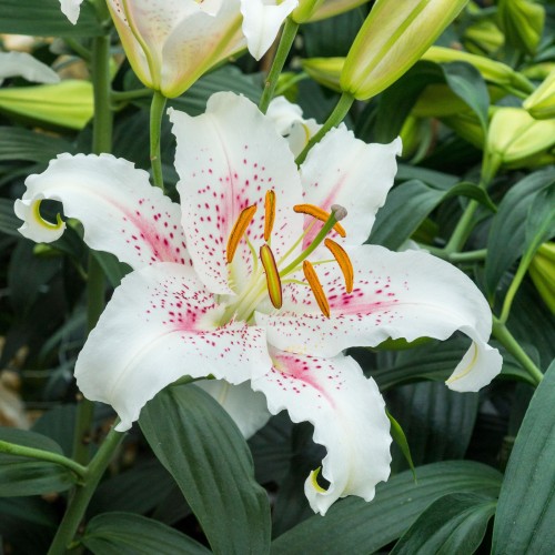 Lilium Oriental Muscadet (Lilium 'Muscadet') 2x Spring Planting Flower Bulbs