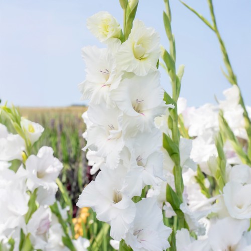 Gladiolus White Prosperity (Gladiolus Hortulanus) 10x Spring Planting Flower Bulbs