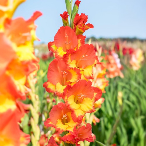 Gladiolus Princess Margareth (Gladiolus Hortulanus) 10x Spring Planting Flower Bulbs