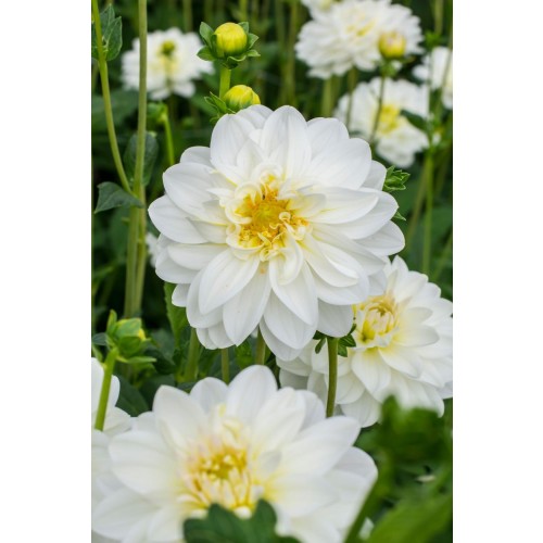 Dahlia 'White Onesta' (1 Bulb) and Wildflower 'Butterfly' Mix Seeds