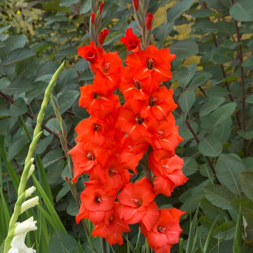 Gladiolus Oscar (Gladiolus Hortulanus) 10x Spring Planting Flower Bulbs