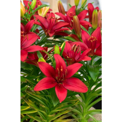 Lily Asiatic Red (2 Bulbs) and Wildflower 'Butterfly' Mix Seeds Grow your own Bouquet by Jamieson Brothers